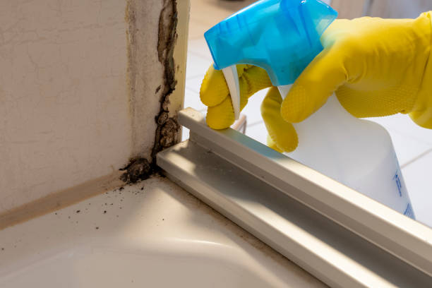 Best Professional Mold Removal  in Huber Heights, OH