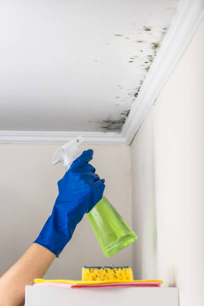 Mold Removal and Inspection in Huber Heights, OH